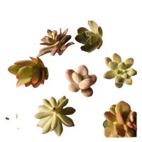 低价多肉砍头苗 繁殖扦插无根小肉肉植物批发组合盆栽杭州基地