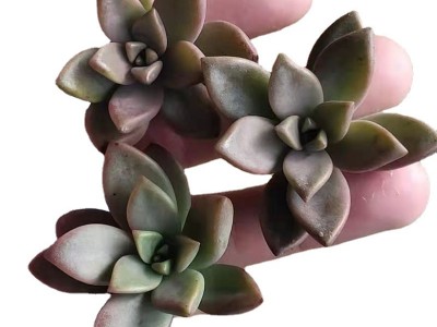 姬胧月 多肉植物 砍头苗 多肉种苗 