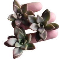 姬胧月 多肉植物 砍头苗 多肉种苗 无根 大棚批发直销