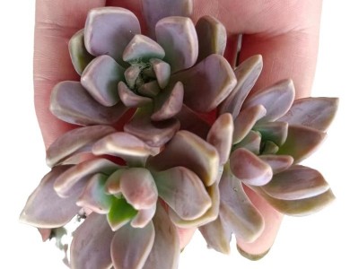 阿伦培 多肉砍头苗 多肉种苗 无根 