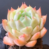 TP 蒂比 多肉砍头苗 无根 多肉种苗 基地批发【莎玛蒂园艺】