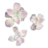 紫乐 砍头苗 多肉植物无根 多肉种苗 大棚批发直供【莎玛蒂园艺】