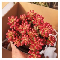多肉穴盘苗批发带土发货不带盆 组合小多肉植物混批特价3盘起