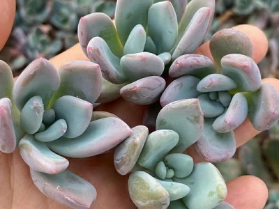 奥普琳娜 砍头苗 多肉种苗 无根 基