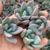 奥普琳娜 砍头苗 多肉种苗 无根 基地批发直销【莎玛蒂园艺】