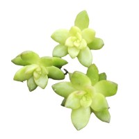 黄丽 多肉种苗 砍头苗 无根 多肉植物 大棚基地直销