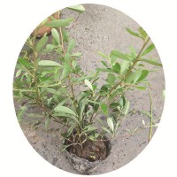 火棘 小丑火棘 小杯 大杯基地直销 规格齐全 灌木乔木 水生植物