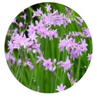 紫娇花 水生植物 水体绿化 基地直销 品种齐全 量大优惠