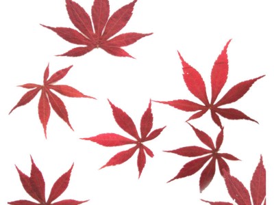 【纯手工制作】标本膜树叶书签塑封