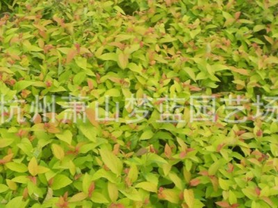绣线菊 地被菊  乔木 特殊绣线观赏
