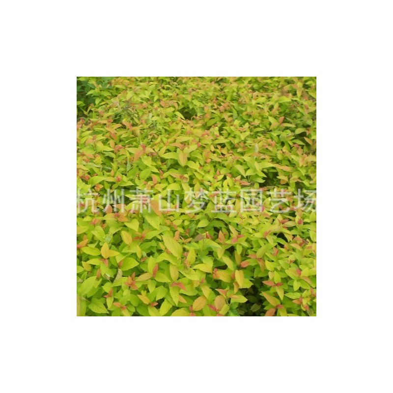 绣线菊 地被菊  乔木 特殊绣线观赏花卉植物 园林庭院绿化专用苗