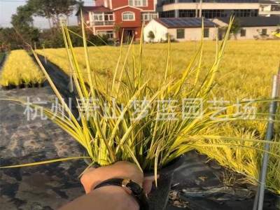 【萧山基地直销】金叶石菖蒲/毛球/