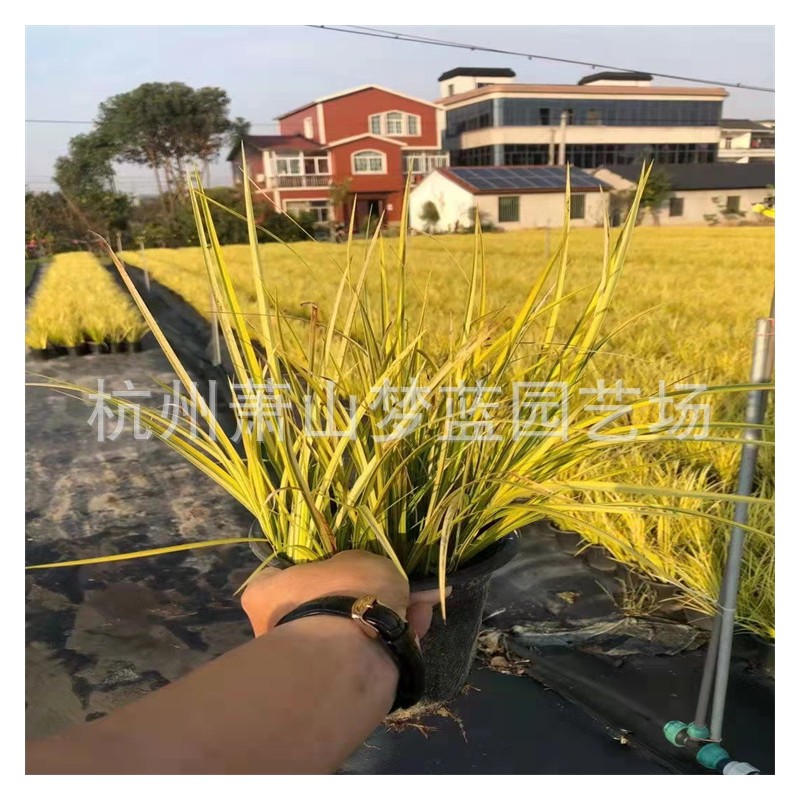 【萧山基地直销】金叶石菖蒲/毛球/小杯/大杯/加仑 菖蒲 规格齐全