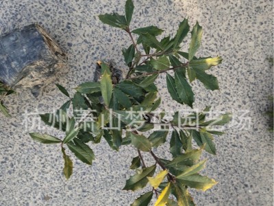 黄金构骨大杯基地工程绿化苗 园林造