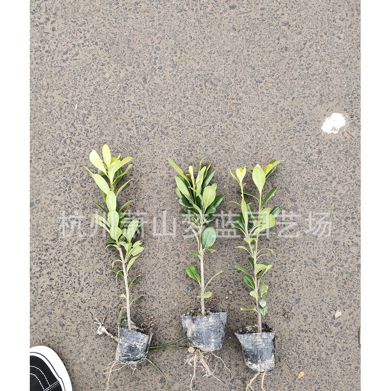 海桐小杯小苗海桐球工程绿化苗庭院绿化苗木四季常青气味芳香植物