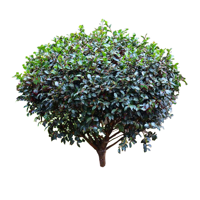 【基地直销】茶梅大杯小杯树苗盆栽造景绿植色块篱笆庭院绿化茶花