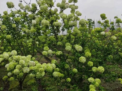 中华木绣球树苗木基地批发花期长大