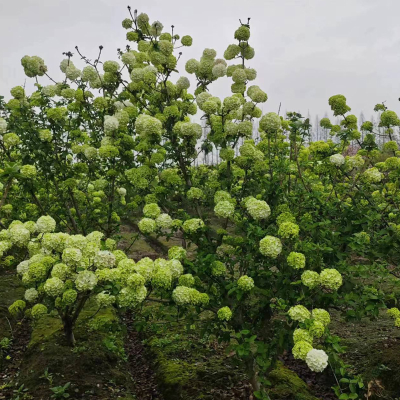 中华木绣球树苗木基地批发花期长大花斗球白色绣球绿植物景观花卉