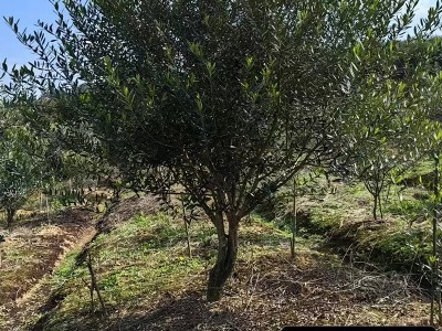 基地直发进口银绿叶油橄榄树别墅庭