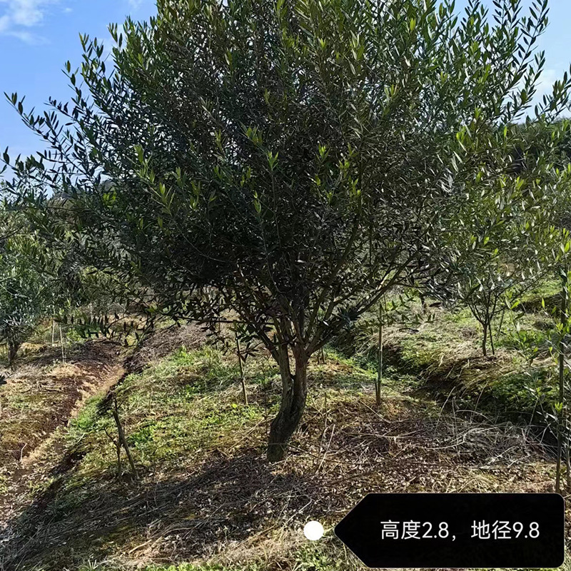 基地直发进口银绿叶油橄榄树别墅庭院景观现挖现发一树一拍可开票