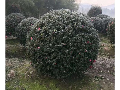 苗木 绿化工程 园林 60公分茶梅球 