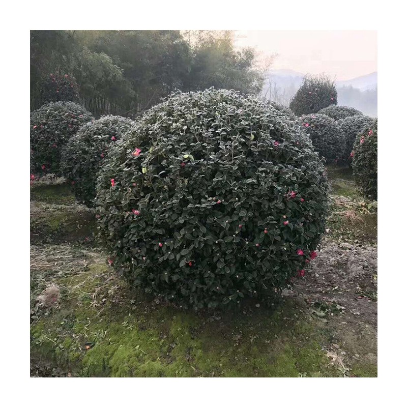 苗木 绿化工程 园林 60公分茶梅球 庭院绿化茶梅球 常绿灌木