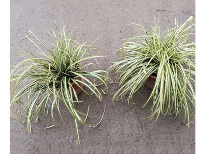 苗木 绿化工程 园林 水生植物金边菖