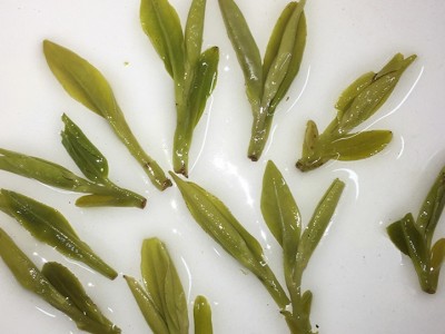 2024初春直供龙井茶样茶茶叶组合装 