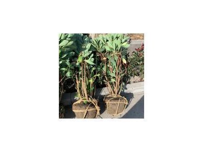 结香 结香球 耐寒植物 花卉绿植 结