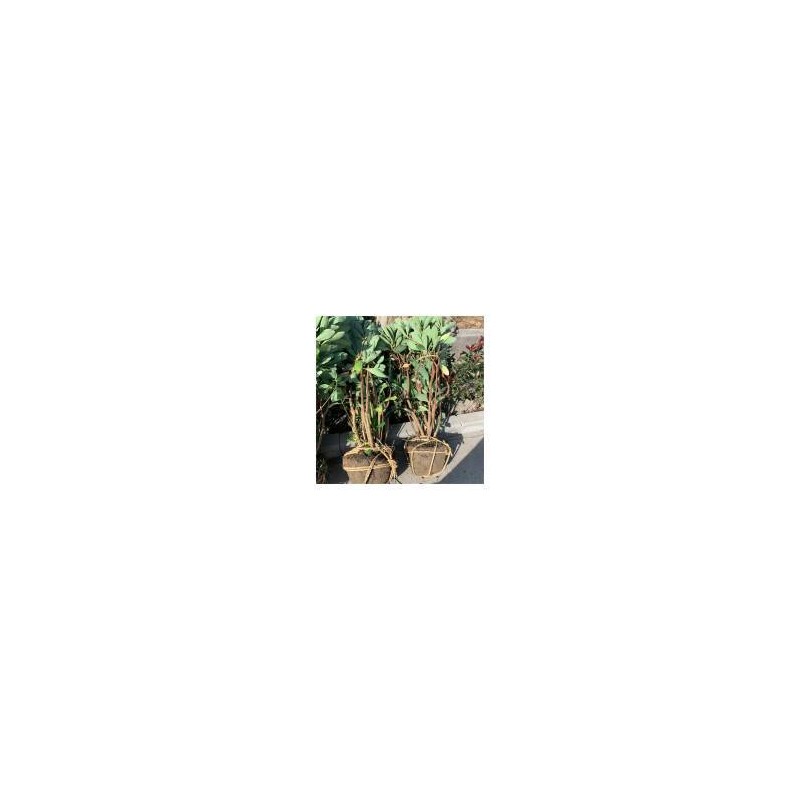 结香 结香球 耐寒植物 花卉绿植 结香毛球 观赏植物 承接绿化工程