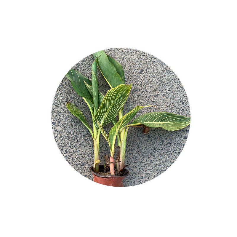 美人蕉 水生植物 水生美人蕉 黄花 净化水体 基地直销量大从优
