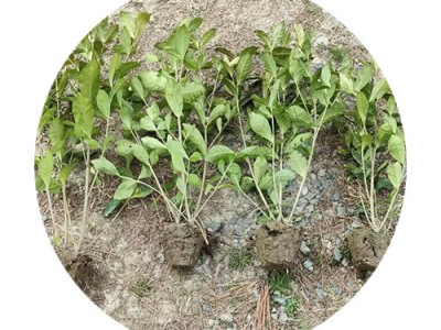 大叶栀子 毛球 大杯 基地直销 大叶