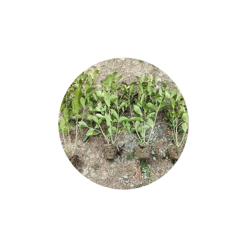 大叶栀子 毛球 大杯 基地直销 大叶栀子 小叶栀子大杯 小杯 毛球