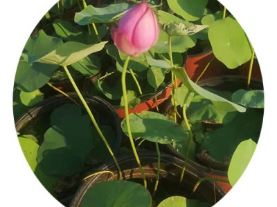 荷花 水体绿化 市政绿化 园林绿化 