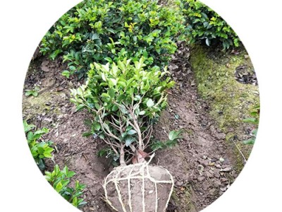 茶梅 基地直销 规格齐全 茶梅球毛球