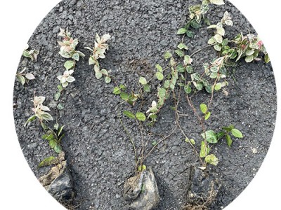花叶络石 基地直销 小杯大杯 阳台庭