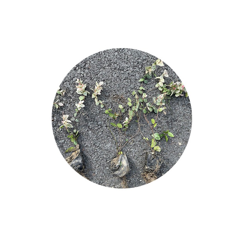 花叶络石 基地直销 小杯大杯 阳台庭院绿化净化空气 承接市政绿化
