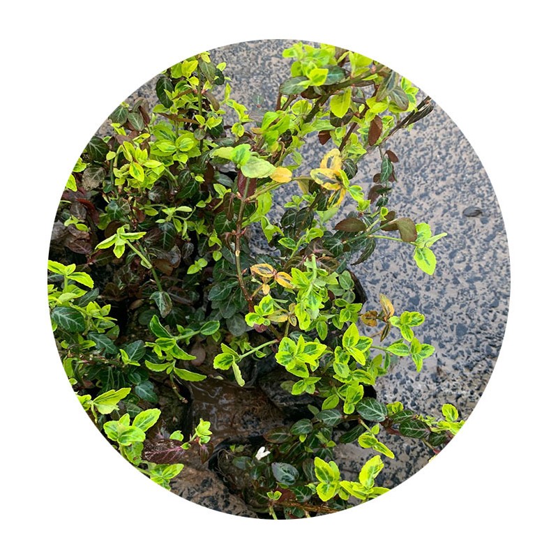 花叶扶芳藤 小叶扶芳藤 园林绿化 水体绿化 基地直销 量大从优