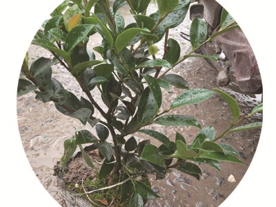 茶梅 庭院绿化 茶梅大杯 园林绿化 