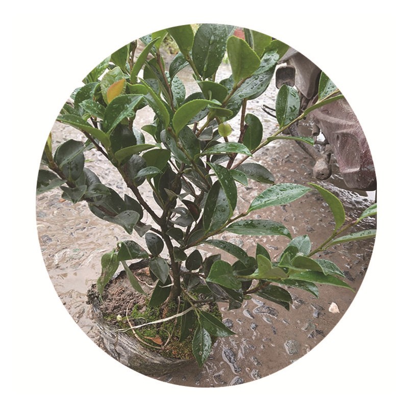 茶梅 庭院绿化 茶梅大杯 园林绿化 阳台盆栽 小区绿化 开花机器
