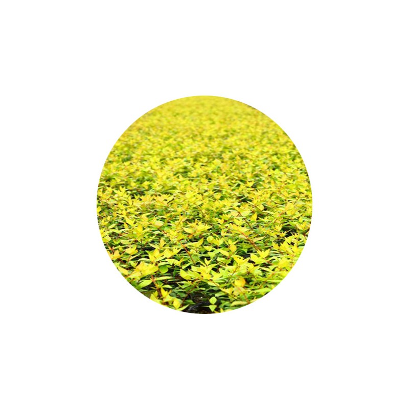 六道木 基地直销 品种齐全 灌木乔木 水生植物 大花六道木 小杯