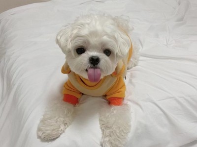 现货宠物加绒冬季新款保暖背心 一片