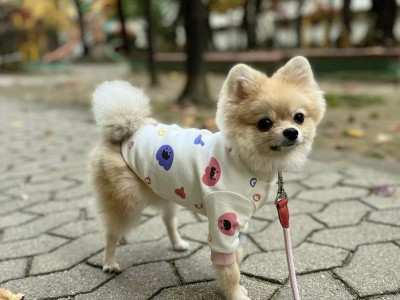 现货韩版新宠物狗猫可爱印花T恤四季