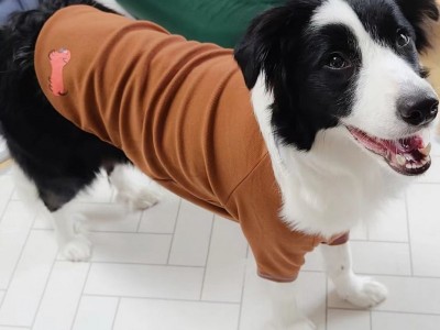 现货春韩版INS中大型犬狗狗猫咪质感