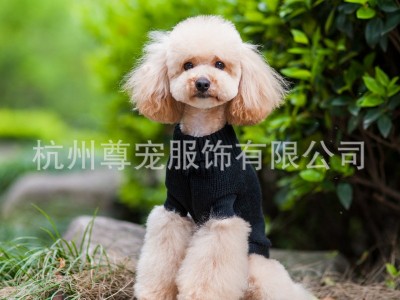 新款宠物狗狗毛衣 纯色简洁舒适 宠