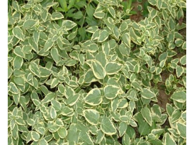 苗木 绿化工程 园林 花叶蔓长春 花