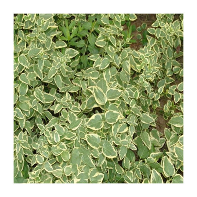 苗木 绿化工程 园林 花叶蔓长春 花叶常春藤 绿化苗 爬藤植物
