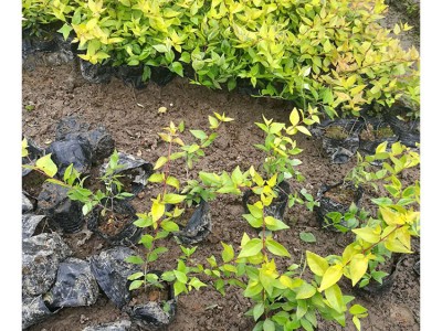 苗木 工程绿化 园林 大花六道木小苗