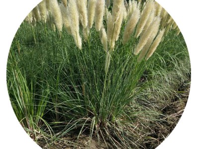 【水生植物】矮蒲苇细叶芒基地直销