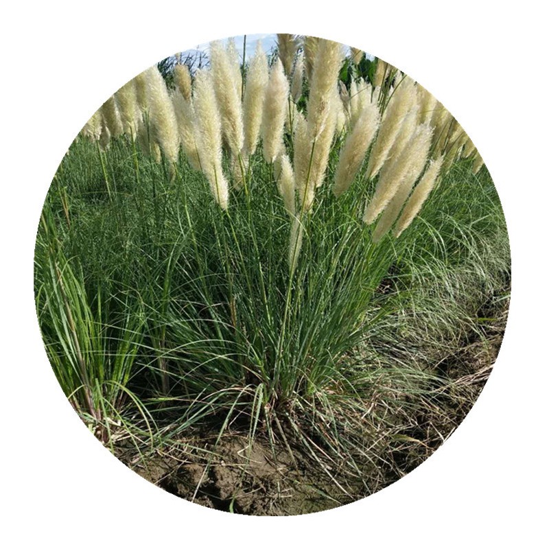【水生植物】矮蒲苇细叶芒基地直销水生花卉斑叶芒
